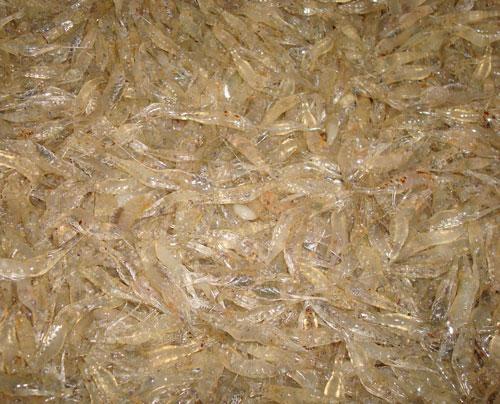 Foto de Gamba Viva
