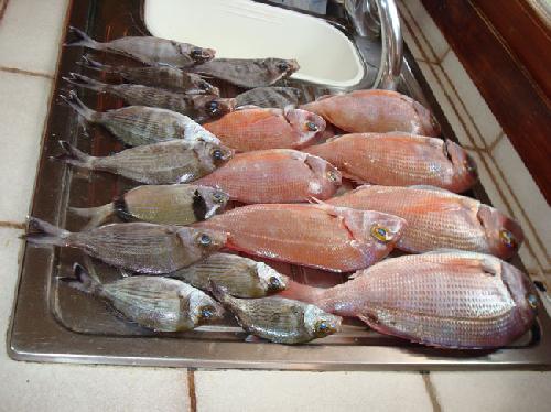 Pescando en la Bahia-2
