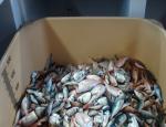 Mucho Pescado