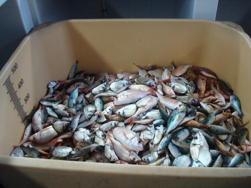 Mucho Pescado