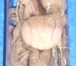 Foto de Pulpo en conserva